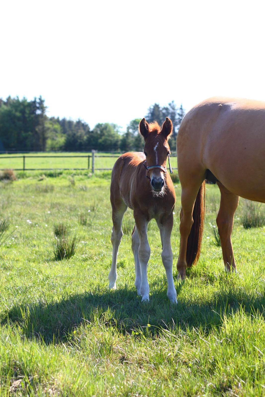 New Forest Calandias Harmony billede 12