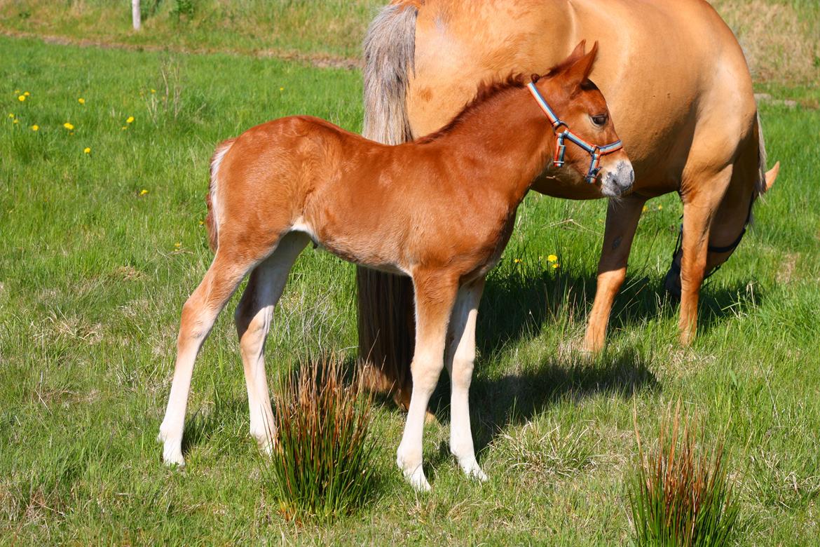 New Forest Calandias Harmony billede 2