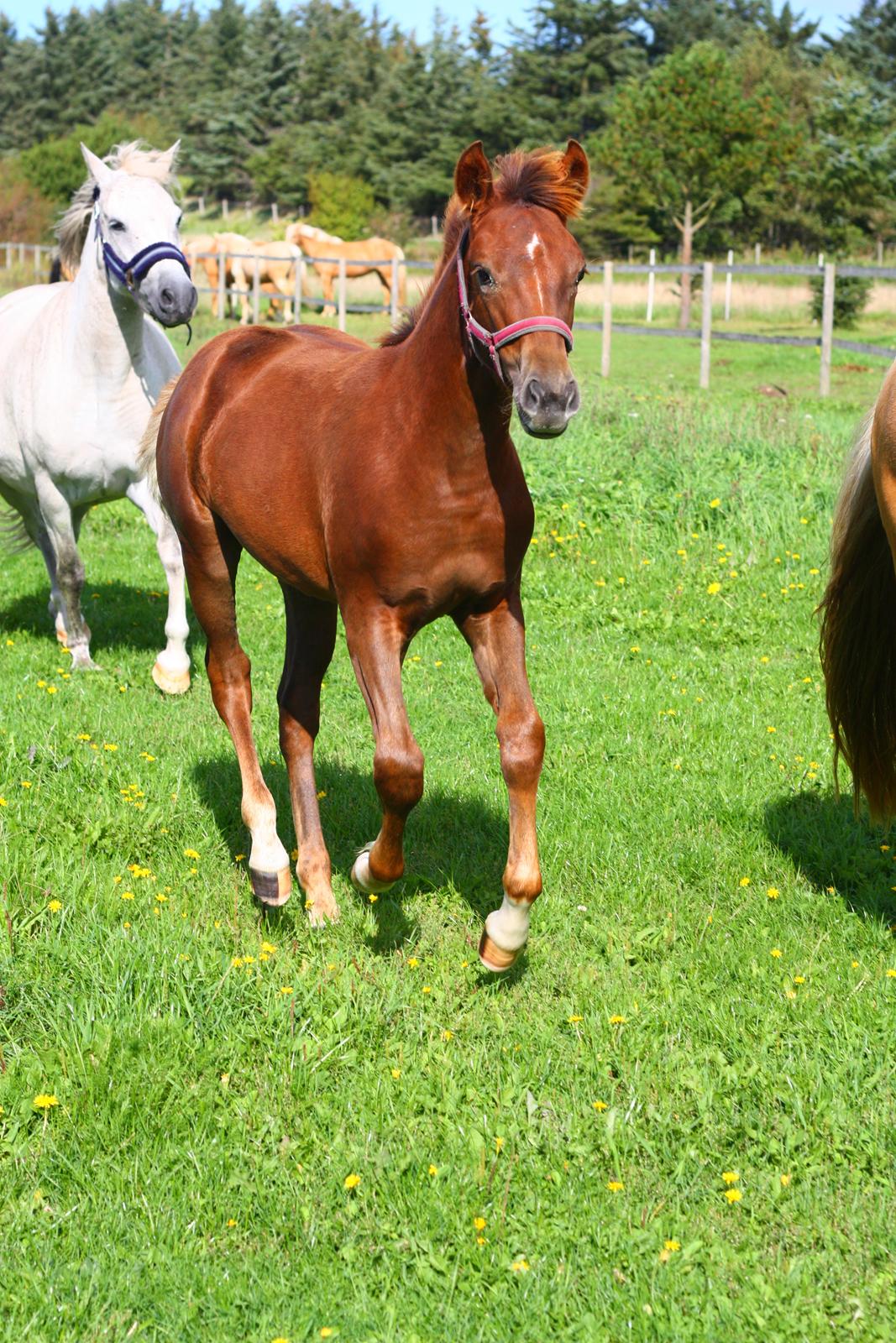 New Forest Calandias Harmony billede 9