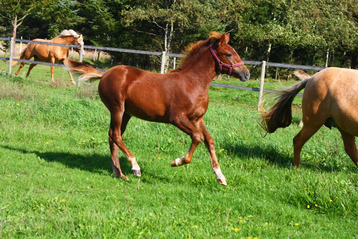 New Forest Calandias Harmony billede 11