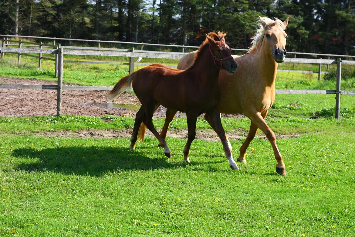 New Forest Calandias Harmony billede 3