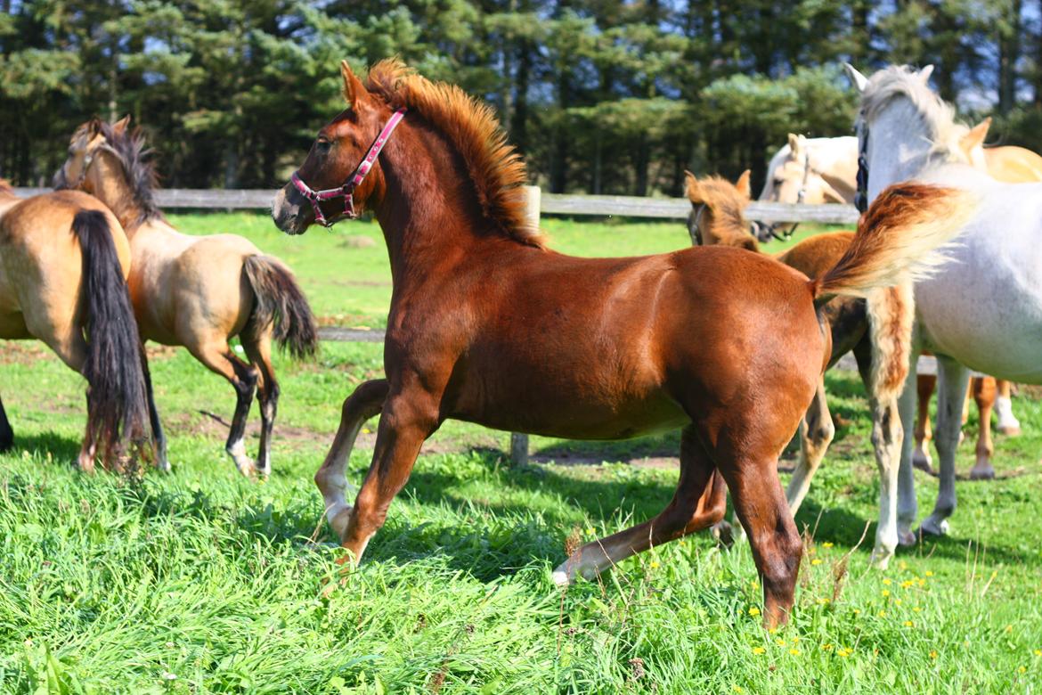 New Forest Calandias Harmony billede 4