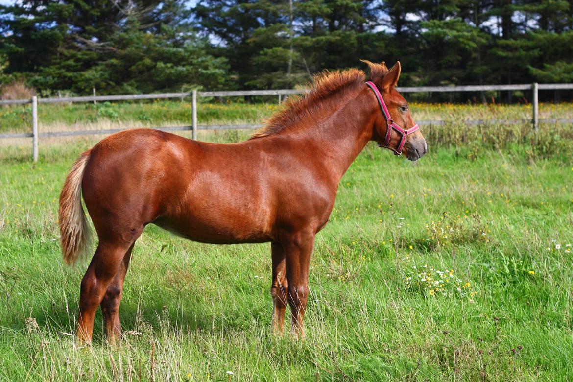 New Forest Calandias Harmony billede 5