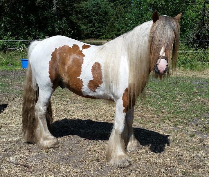Irish Cob Nydals Dumbledore billede 2