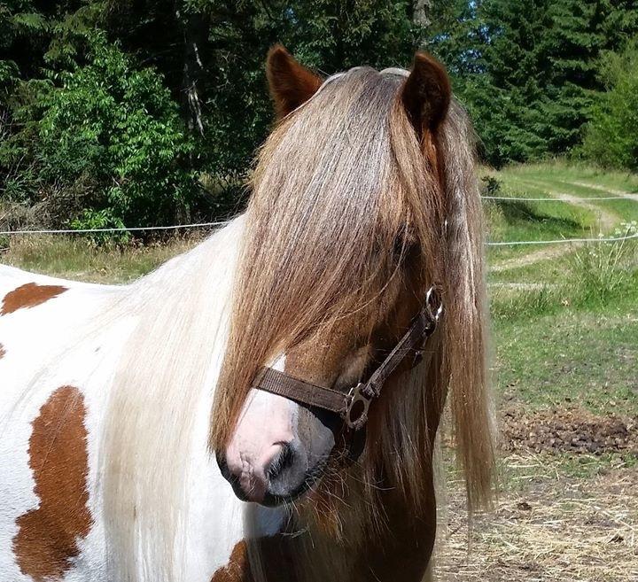 Irish Cob Nydals Dumbledore billede 1