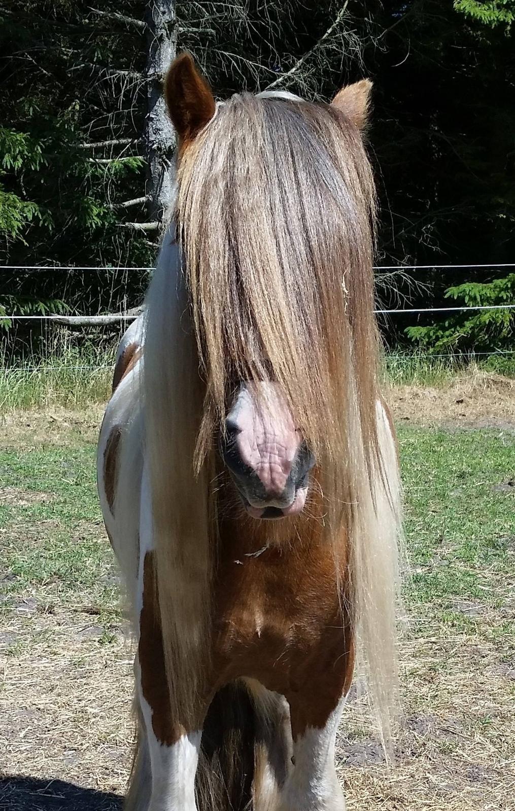 Irish Cob Nydals Dumbledore billede 3