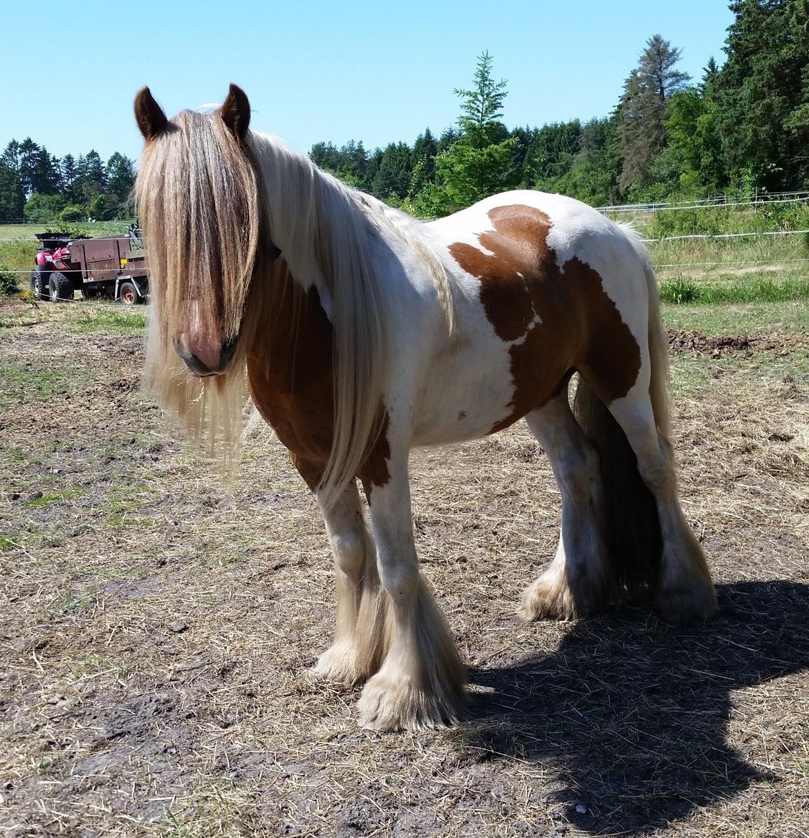 Irish Cob Nydals Dumbledore billede 4