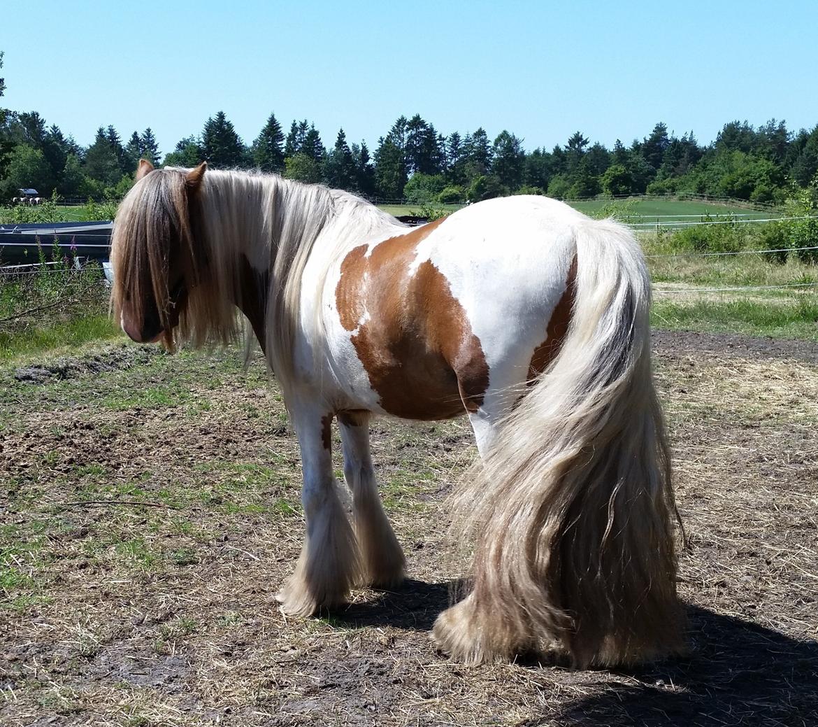 Irish Cob Nydals Dumbledore billede 5