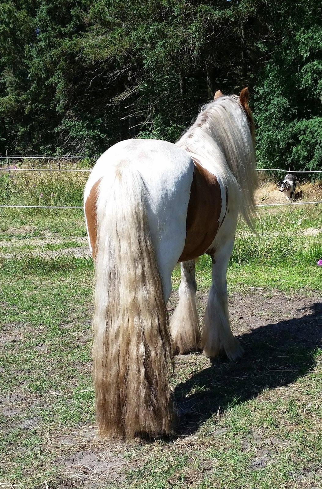 Irish Cob Nydals Dumbledore billede 7