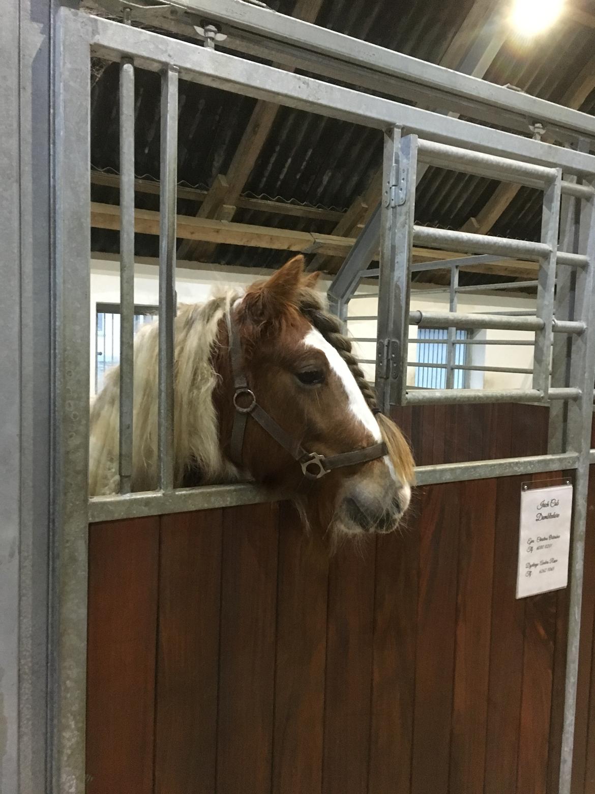 Irish Cob Nydals Dumbledore billede 8