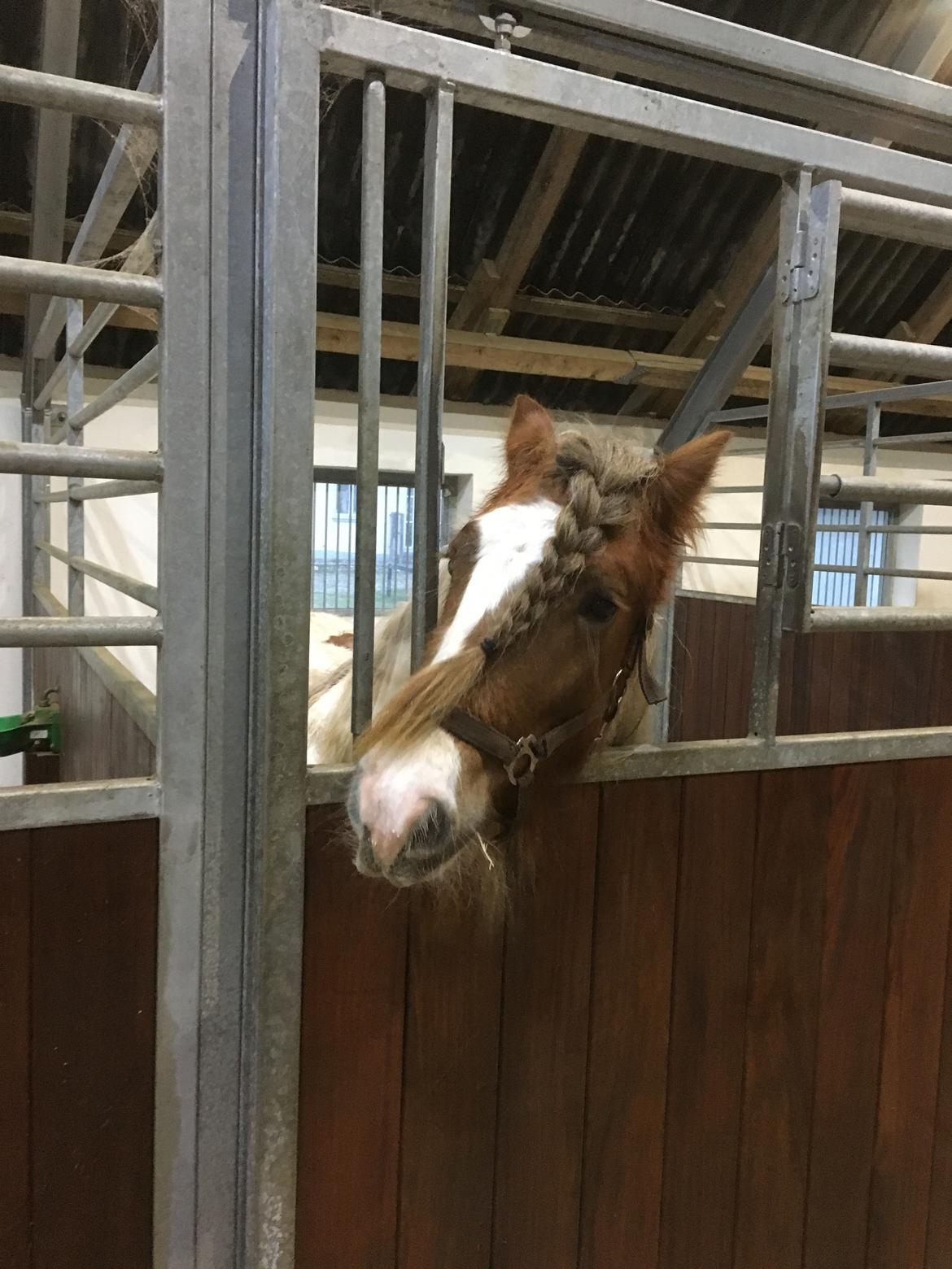 Irish Cob Nydals Dumbledore billede 9