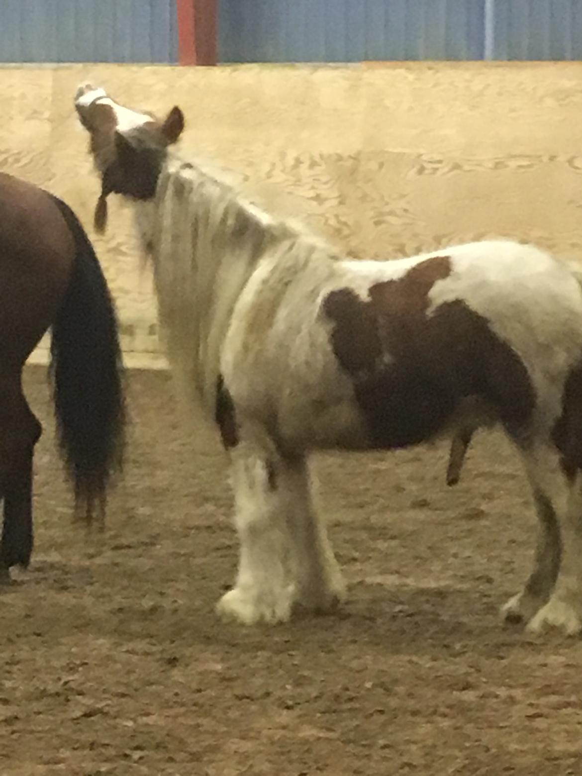 Irish Cob Nydals Dumbledore billede 10