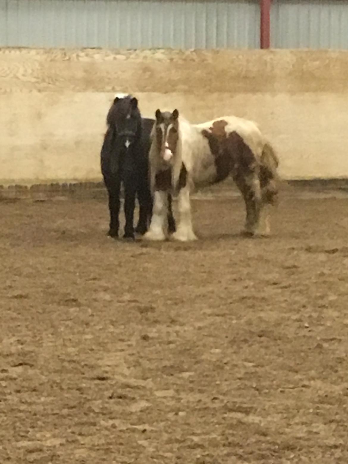 Irish Cob Nydals Dumbledore billede 11