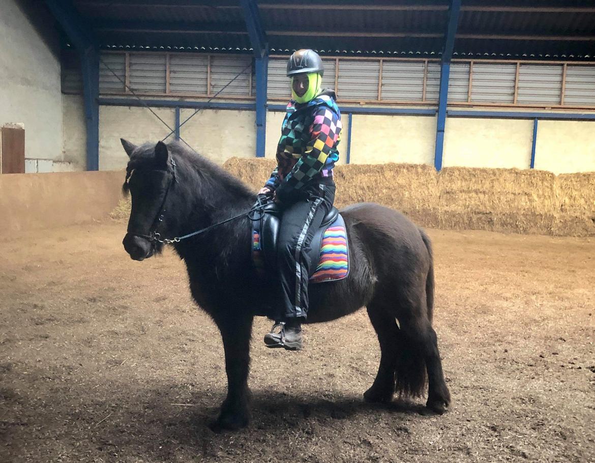 Islænder Embla fra Bakholm (Fartbøllen <3) billede 12