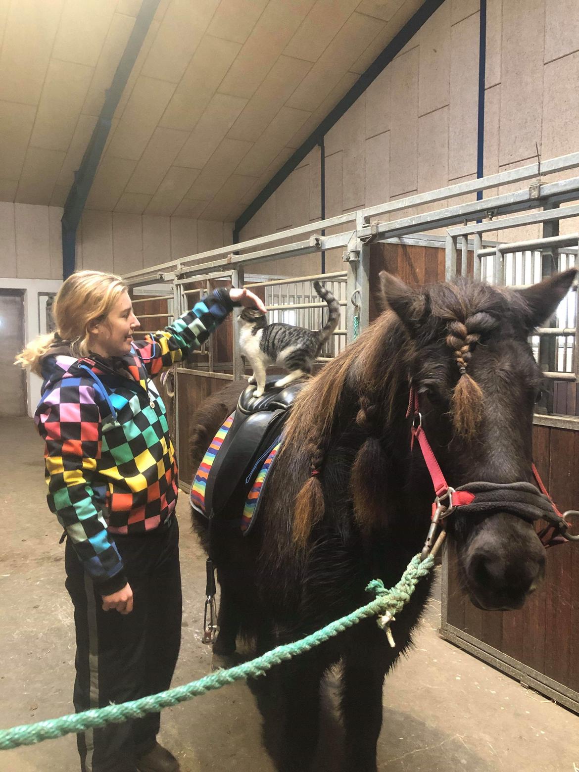 Islænder Embla fra Bakholm (Fartbøllen <3) billede 11