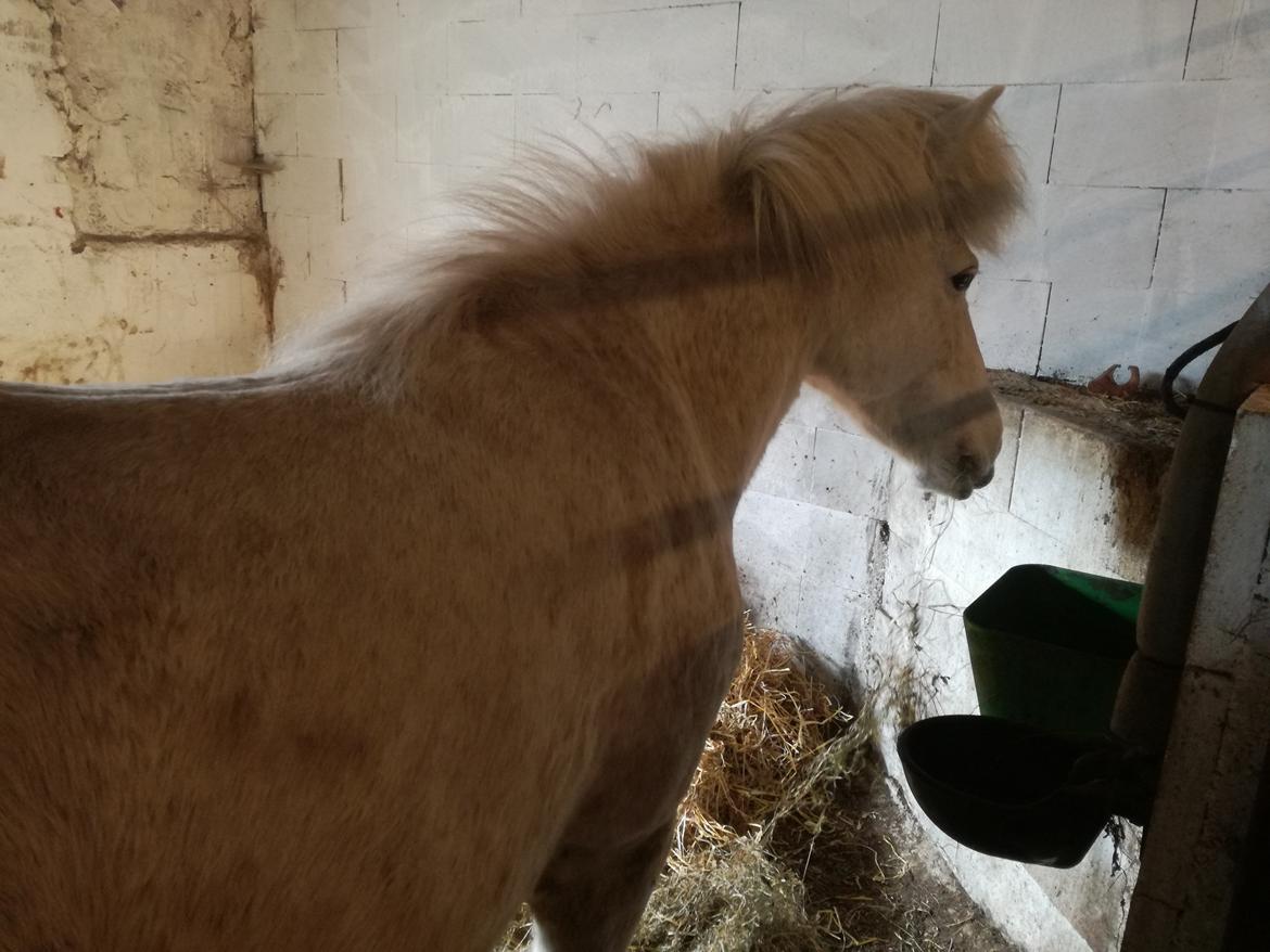 Islænder Draumsyn von myraland (solgt)  billede 1