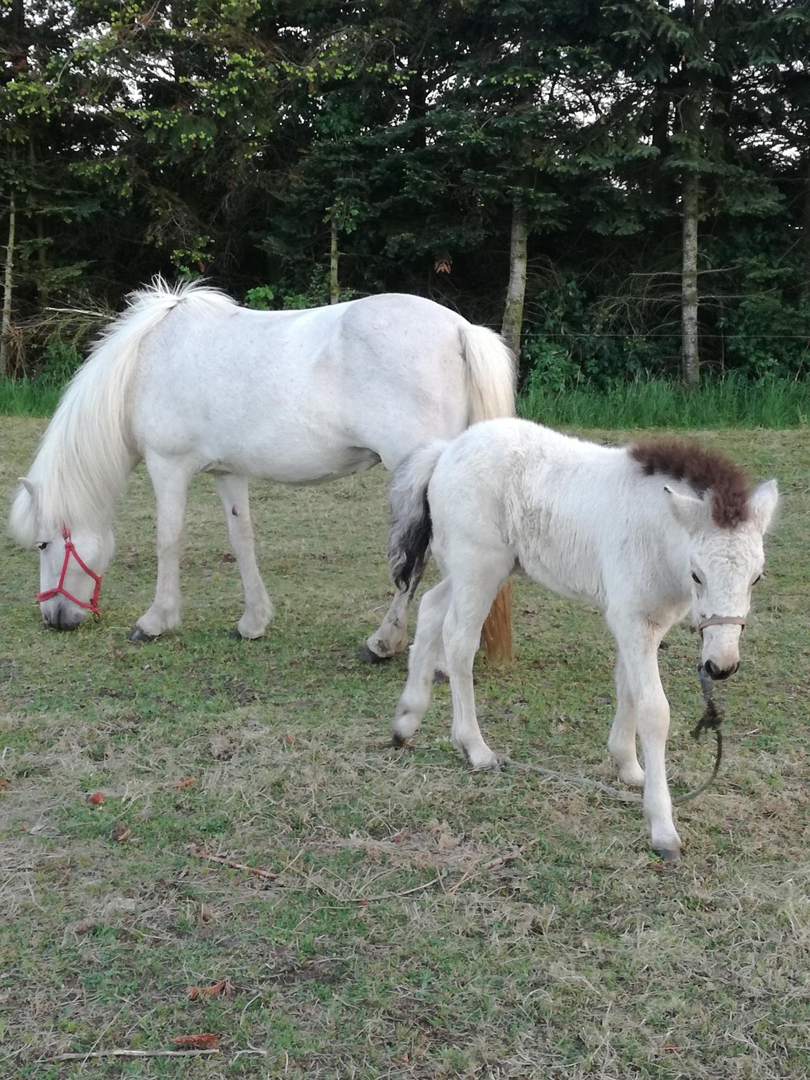 Islænder Draumsyn von myraland (solgt)  billede 2