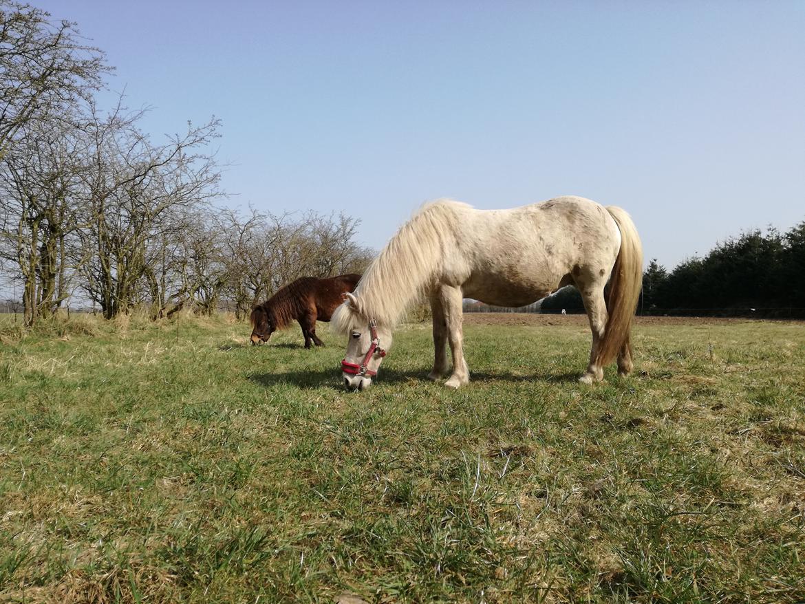 Islænder Draumsyn von myraland (solgt)  billede 4
