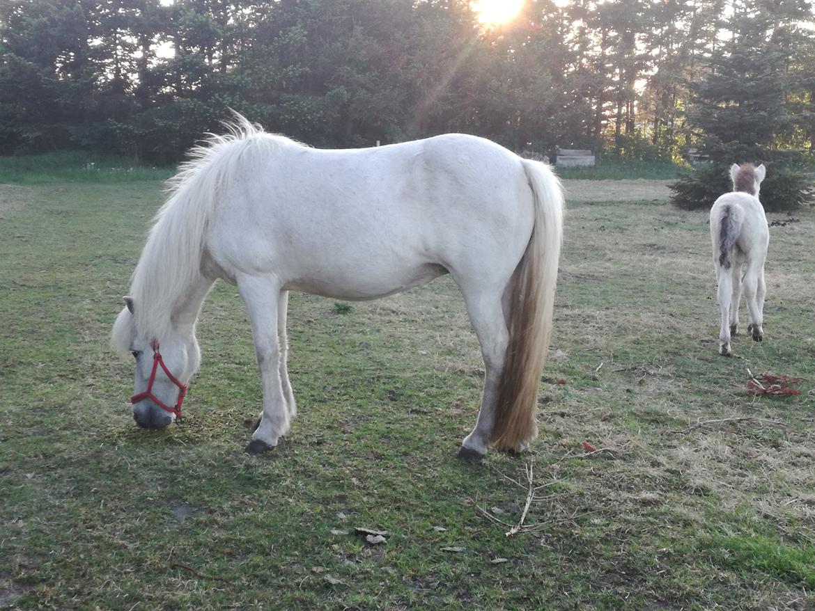 Islænder Draumsyn von myraland (solgt)  billede 5