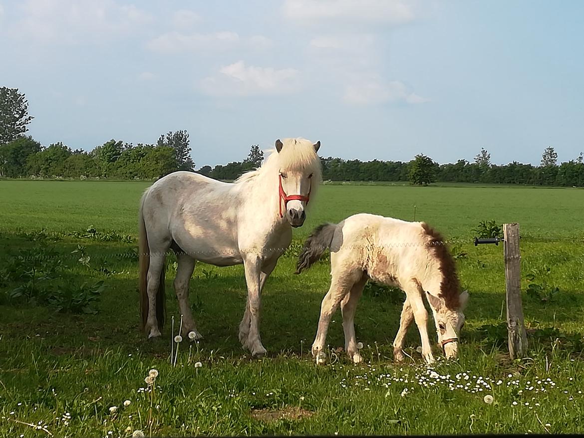 Islænder Draumsyn von myraland (solgt)  billede 3