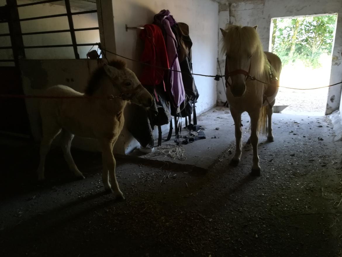 Islænder Draumsyn von myraland (solgt)  billede 7