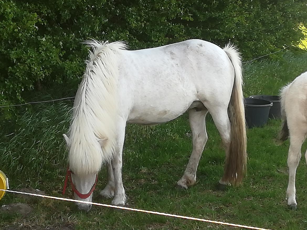 Islænder Draumsyn von myraland (solgt)  billede 6