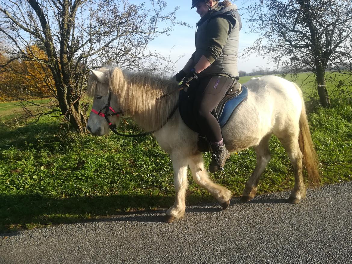 Islænder Draumsyn von myraland (solgt)  billede 8