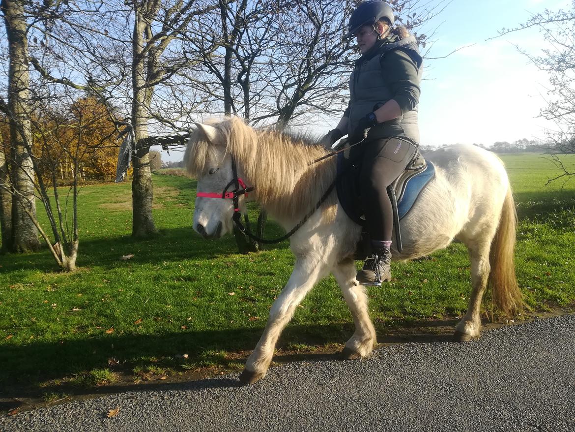 Islænder Draumsyn von myraland (solgt)  billede 9