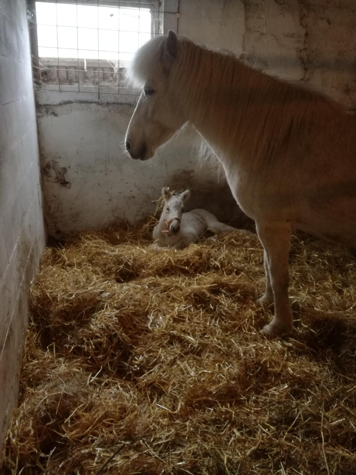 Islænder Draumsyn von myraland (solgt)  billede 11