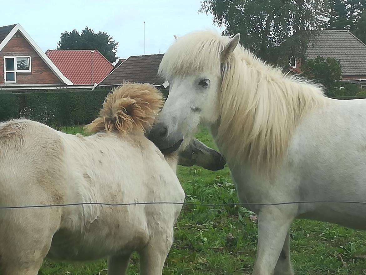 Islænder Draumsyn von myraland (solgt)  billede 12