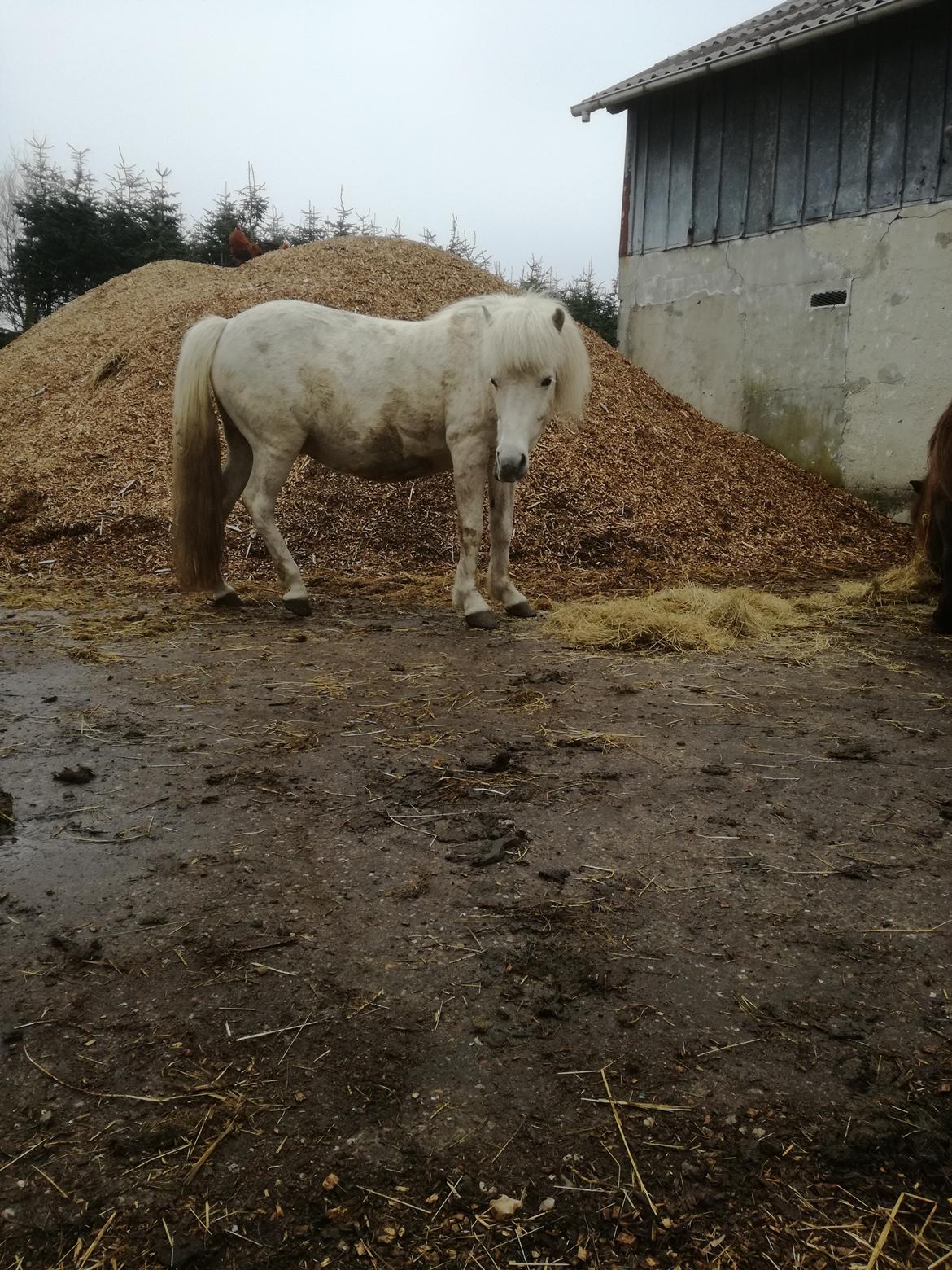 Islænder Draumsyn von myraland (solgt)  billede 10