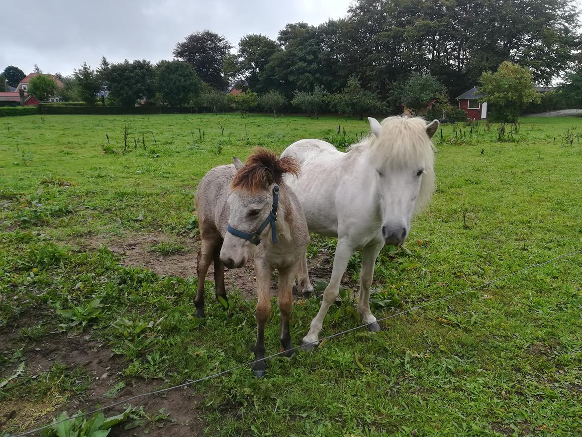 Islænder Draumsyn von myraland (solgt)  billede 13