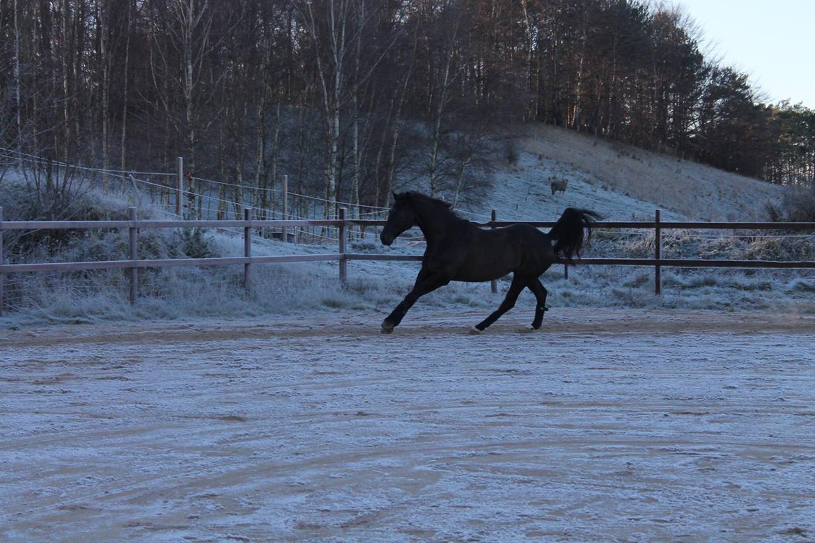 Dansk Varmblod Enghavens DJ billede 12