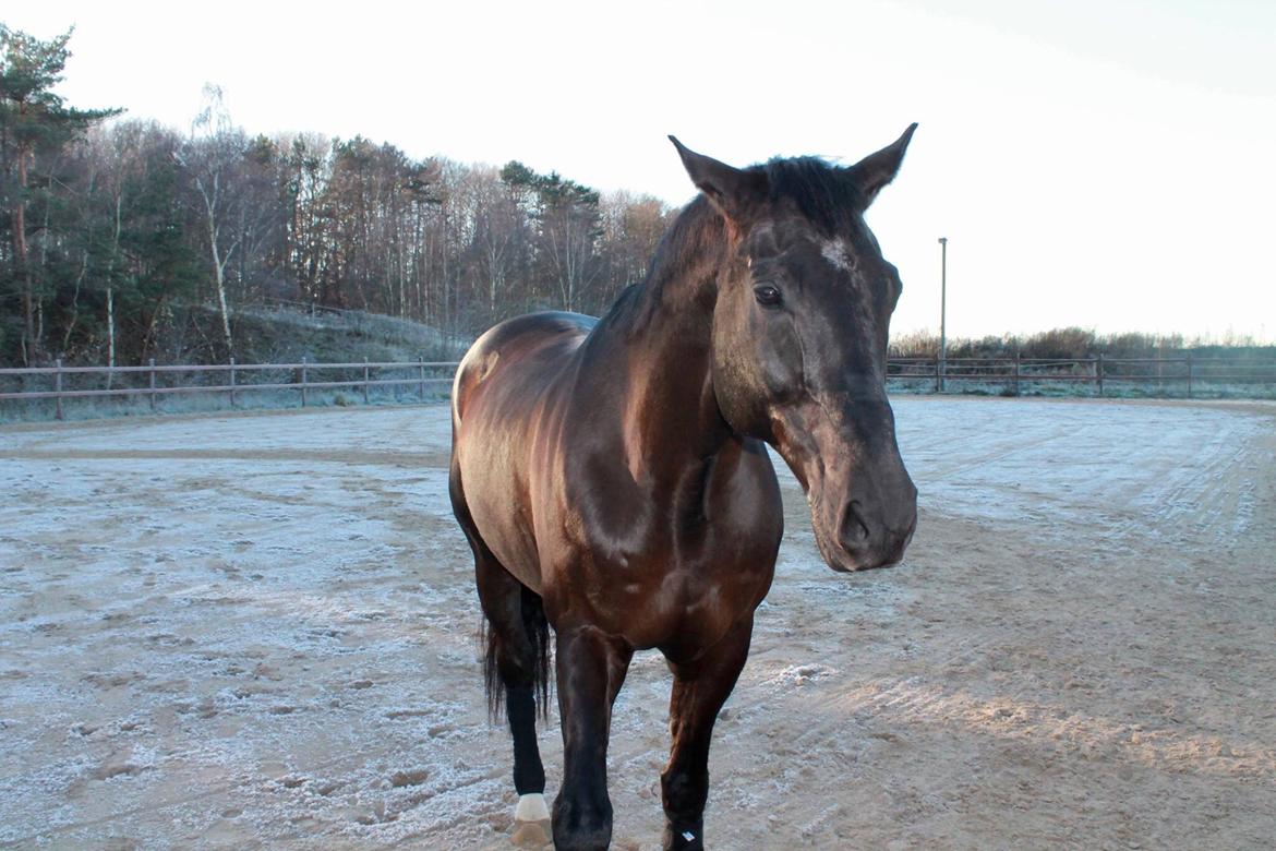 Dansk Varmblod Enghavens DJ billede 14