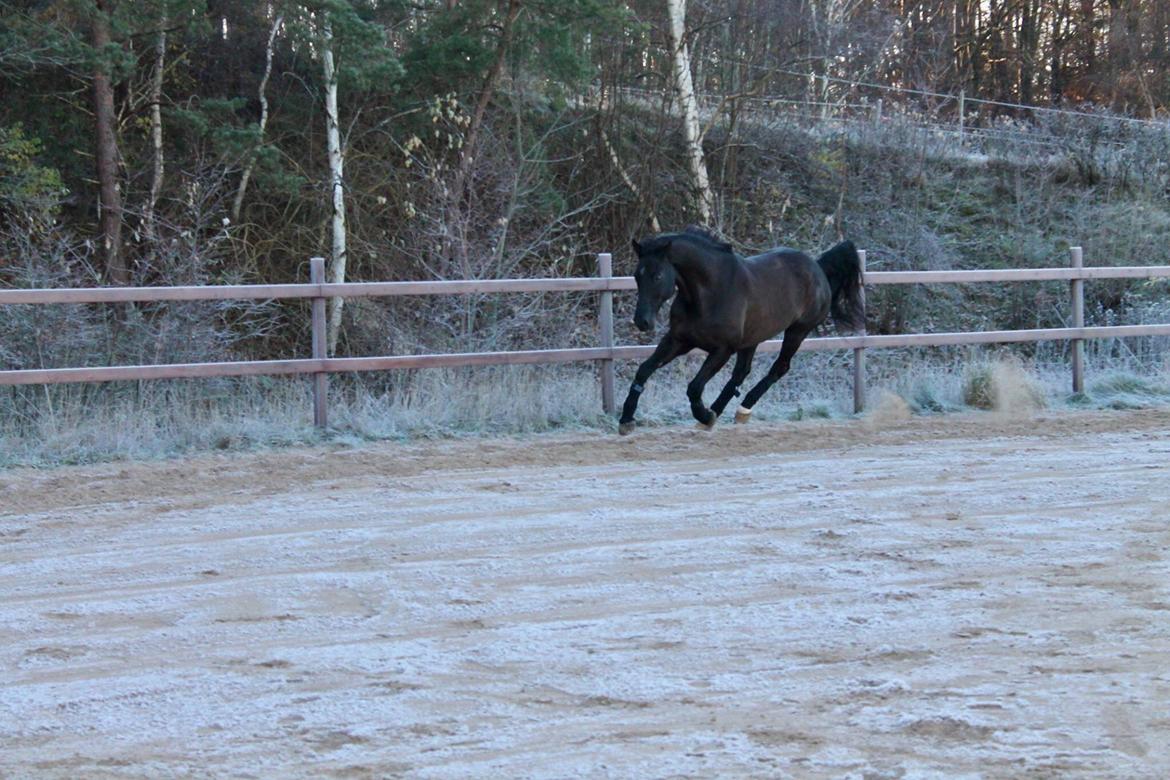 Dansk Varmblod Enghavens DJ billede 17