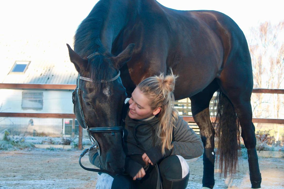 Dansk Varmblod Enghavens DJ billede 20