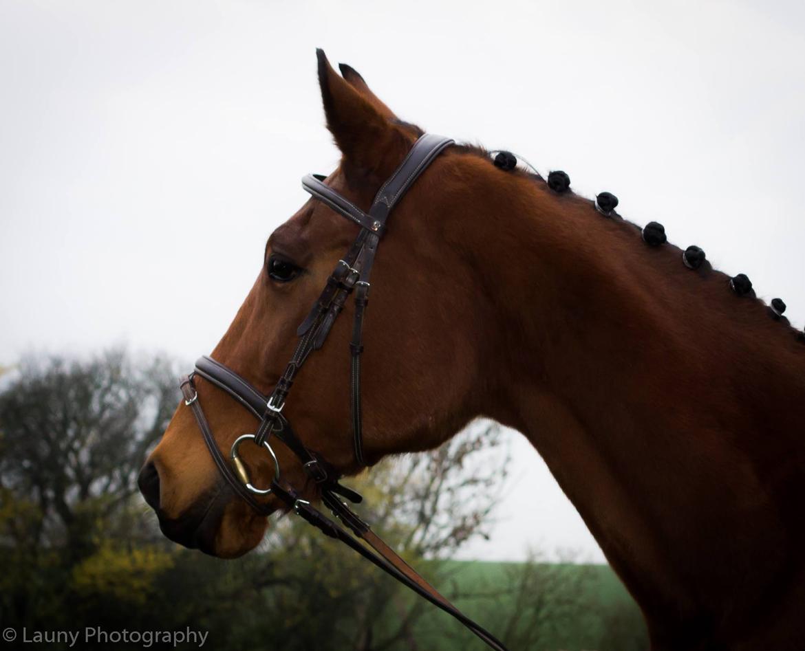 Traver Shiraz billede 4