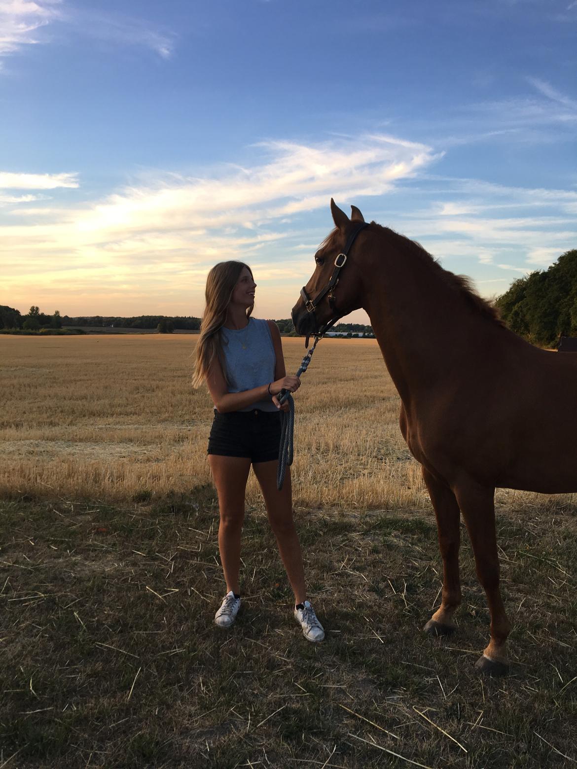 DSP Nørlunds el montana billede 14