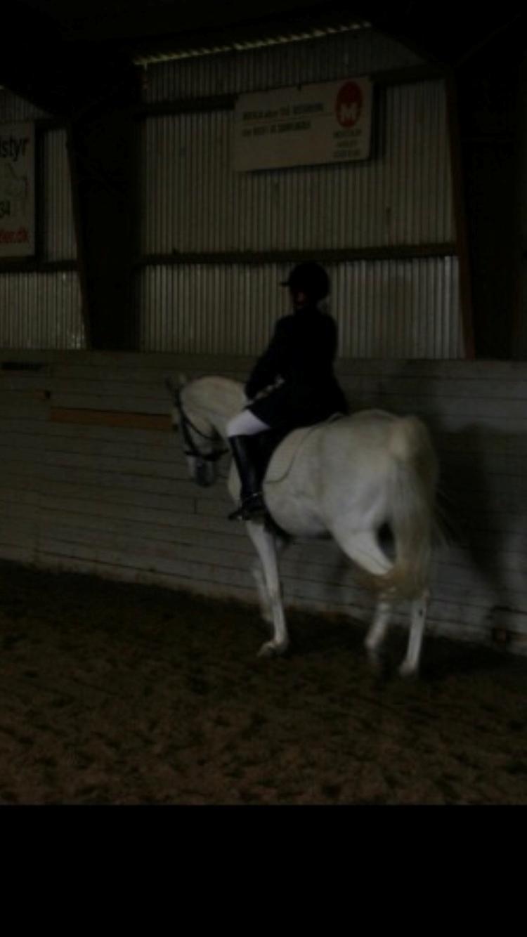 Anden særlig race prumand billede 10