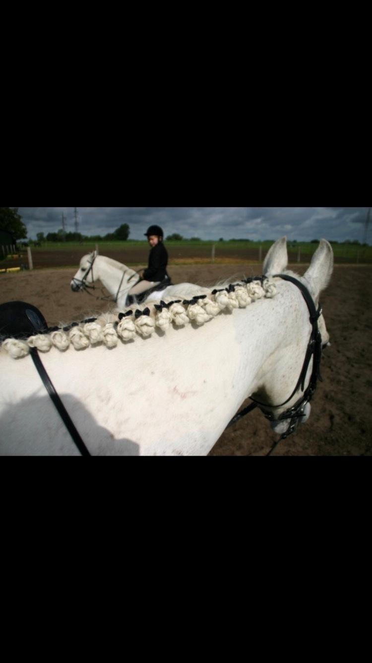 Anden særlig race prumand billede 16
