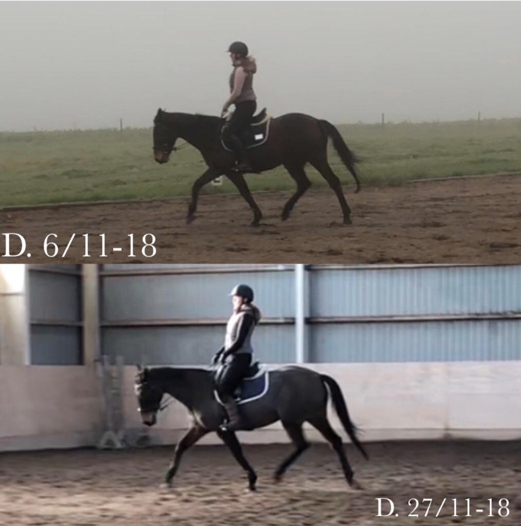 Irsk Sportspony BEIGH CASTLE [Tidl. lånepony] billede 2