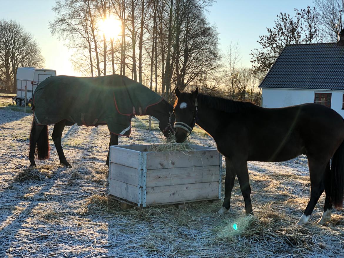 Anden særlig race TRUBKA'S RICARDO NIGHT billede 8