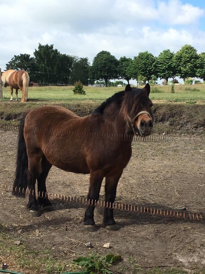 Anden særlig race Frollo billede 1