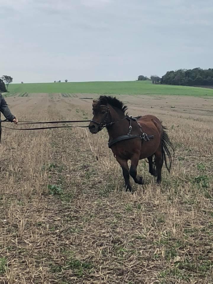 Anden særlig race Frollo billede 2