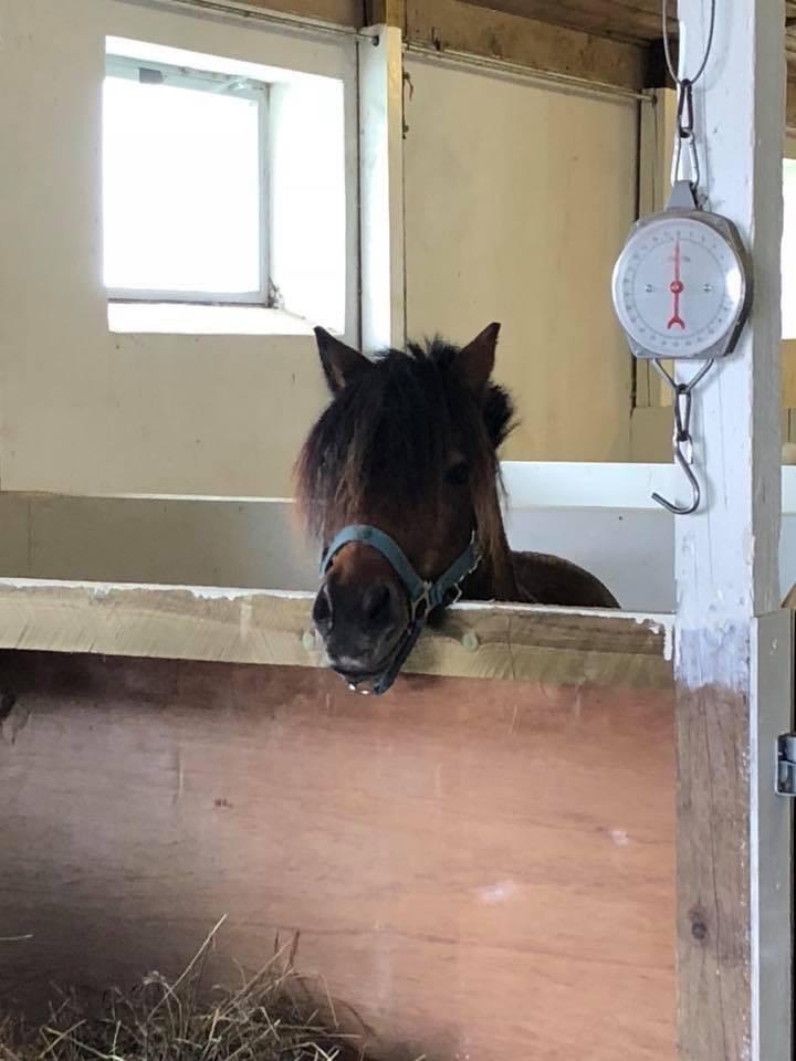 Anden særlig race Frollo billede 3