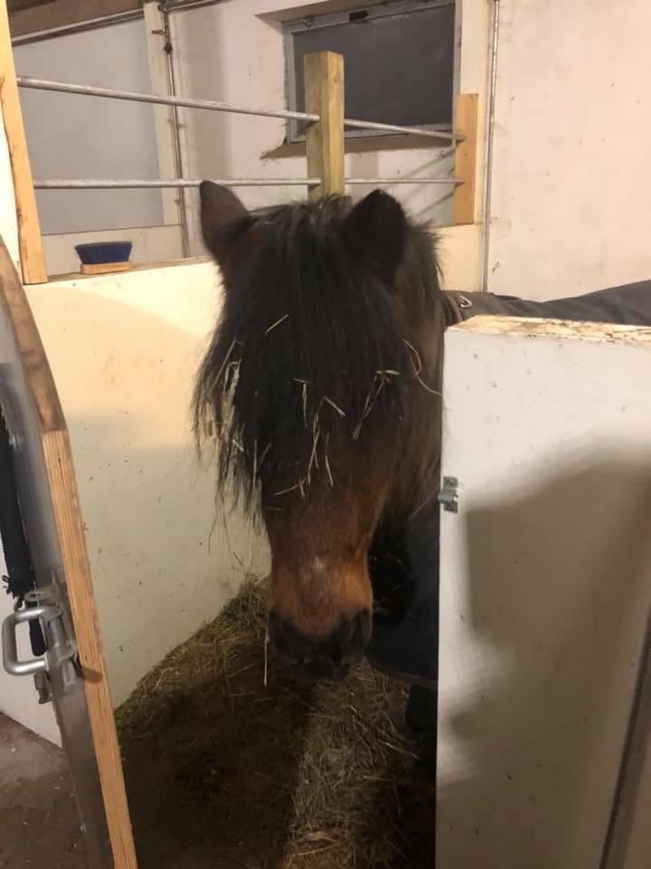 Anden særlig race Frollo billede 4