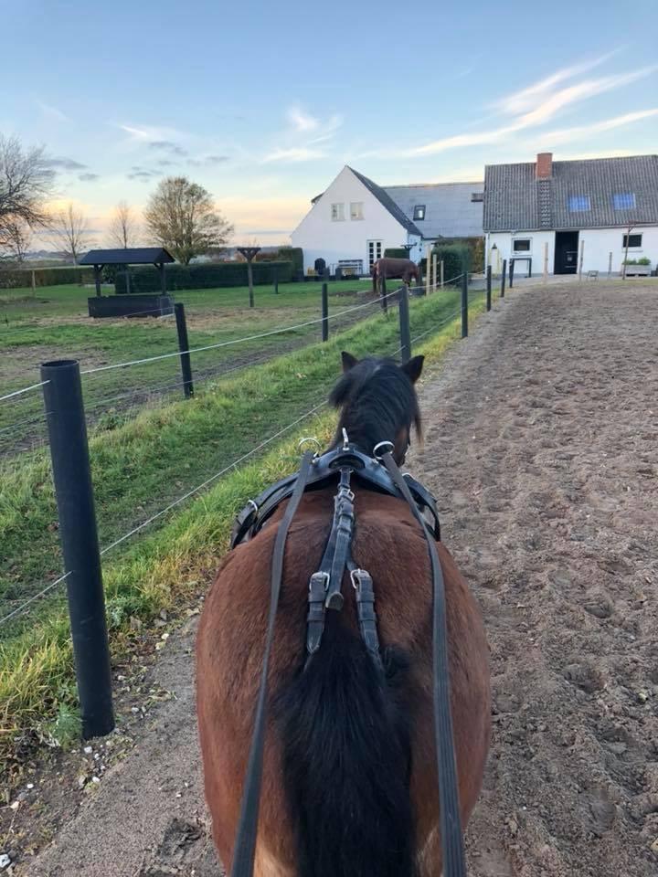 Anden særlig race Frollo billede 5