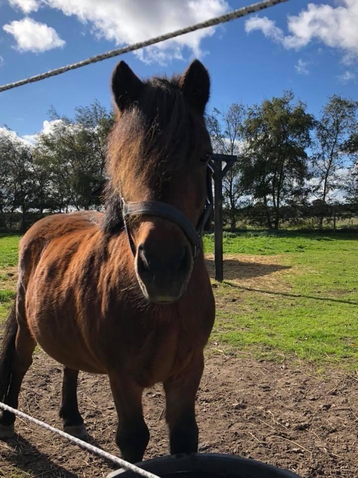 Anden særlig race Frollo billede 6