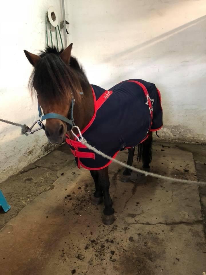 Anden særlig race Frollo billede 7