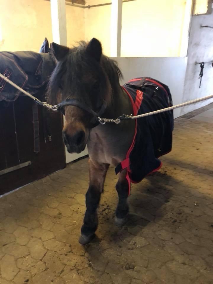 Anden særlig race Frollo billede 8